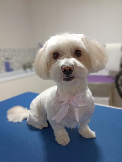 MushyPet Frizerie Canina